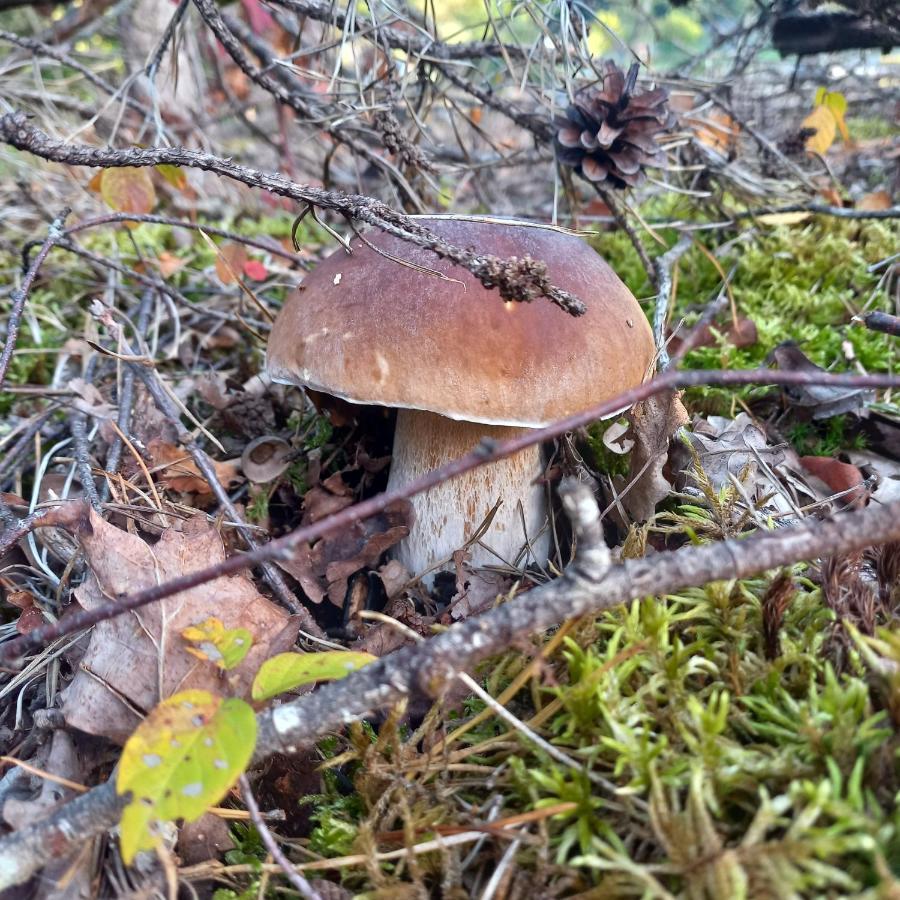Ma Cabane Au Bord Du Lac Neuvic  Kültér fotó